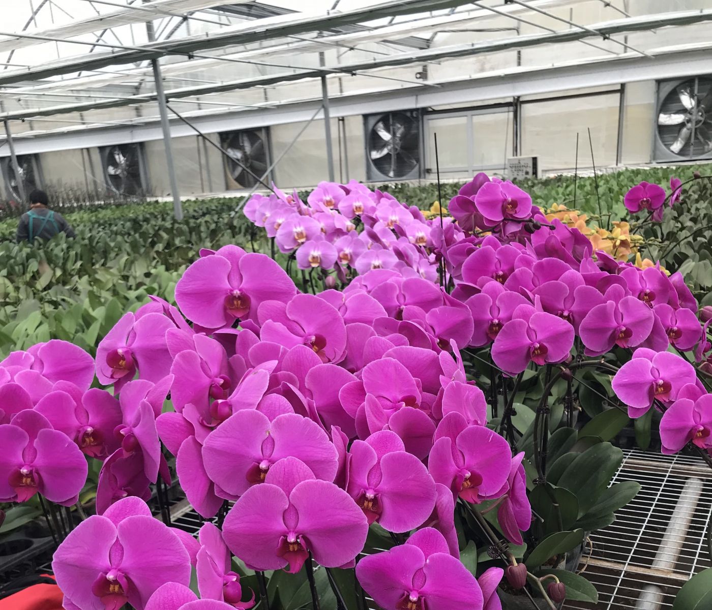 大棚空氣能采暖 聚陽大棚采暖空氣能